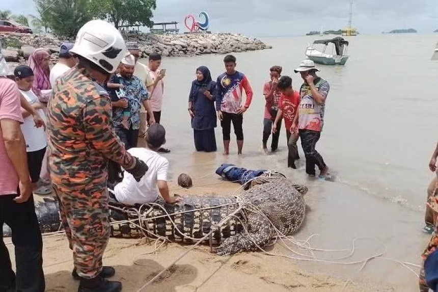 "惊人事件：百年来最惨重的海湾鳄屠杀：二十年致死450人，我们该如何应对这种生物的威胁？"