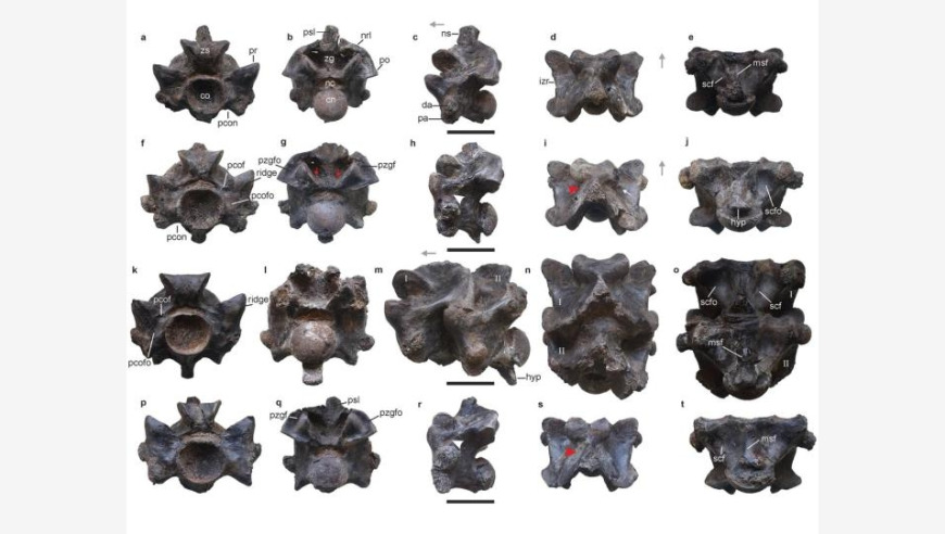 印度发现约4700万年前巨大古蛇化石，或将刷新史书纪录

在最近的一项国际科学研究中，印度尼西亚巴厘岛的一处地层被发现在地质记录上发现了约4700万年前的巨大古蛇化石。这项发现打破了科学家此前对世界上最古老蛇种的认识，并可能为了解历史上最大的蛇类之一提供了关键线索。

这一发现是由一组来自澳大利亚皇家科学院的研究人员在2021年9月发布的。他们通过对地层的挖掘和显微镜观察，确认了这些古蛇化石的存在，并对其形态进行了详细的描述。这些古蛇化石的身体长度达到了3米以上，且体型庞大，具有典型的蜿蜒身体和强大的牙齿特征。

此外，研究人员还揭示了这些古蛇化石的身体结构与现代蛇类有显著的不同。他们的头部和颈部非常长，而身体的其余部分则相对较小。这可能是因为它们的生存环境更接近水生生物，而非陆生生物。

这项研究结果对于理解古代生态系统以及古生物学领域的发展具有重要意义。它可能会为我们提供更多关于早期地球历史的信息，从而帮助我们更好地理解和预测我们的过去。