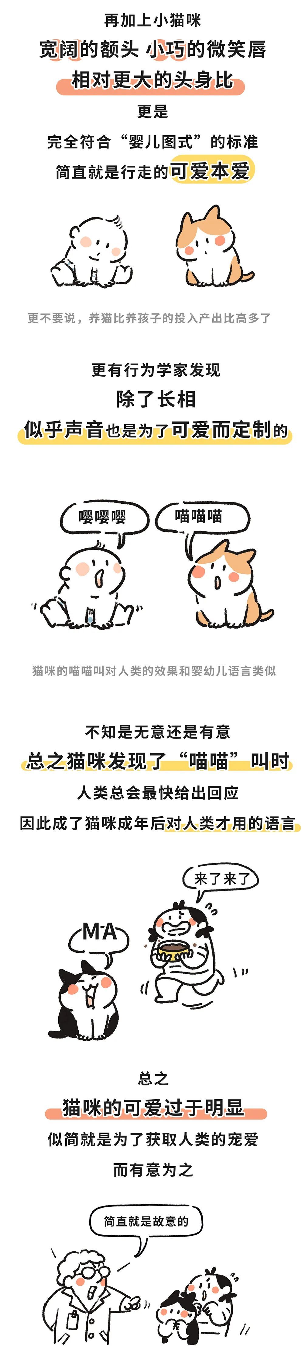 "小猫咪是否通过自身的颜值成功吸引人类的目光?"