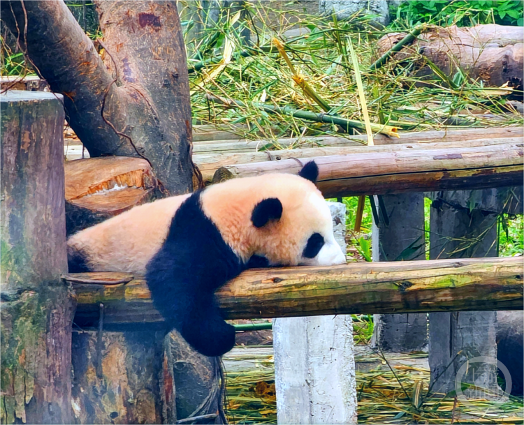 "【莽小五】这只憨态可掬的大熊猫火出了圈，影响深远！重庆多家知名企业纷纷抛出橄榄枝！"