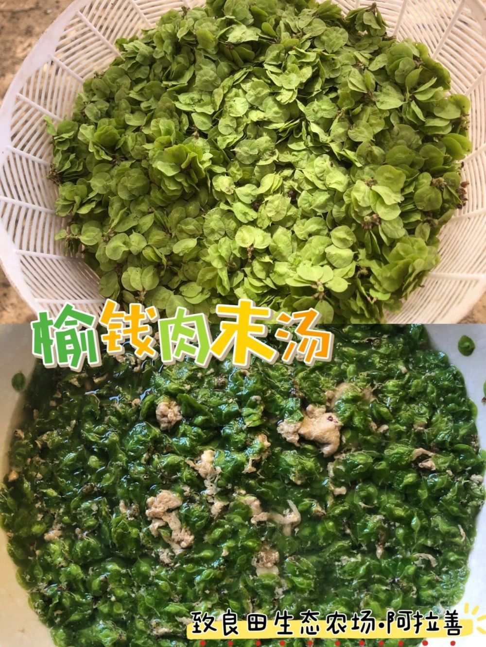 "互联网营养师为您解析：晚间直播！12款野菜特色菜谱带你领略大自然的丰富营养"