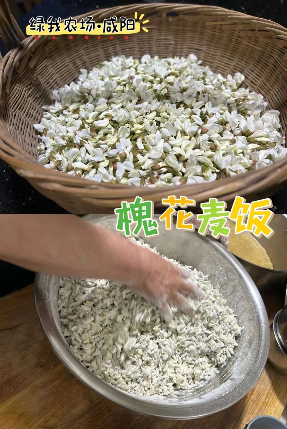 "互联网营养师为您解析：晚间直播！12款野菜特色菜谱带你领略大自然的丰富营养"