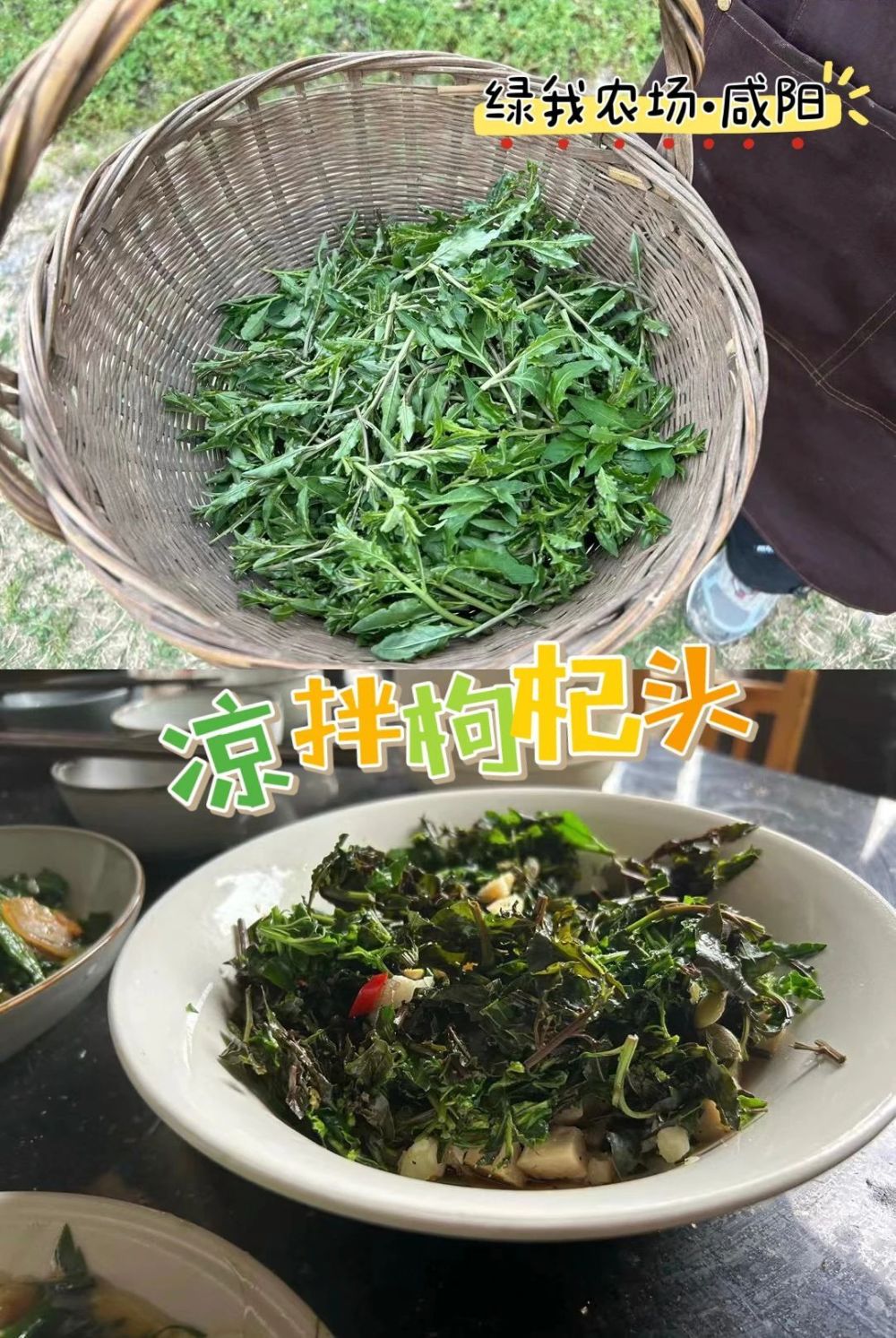 "互联网营养师为您解析：晚间直播！12款野菜特色菜谱带你领略大自然的丰富营养"