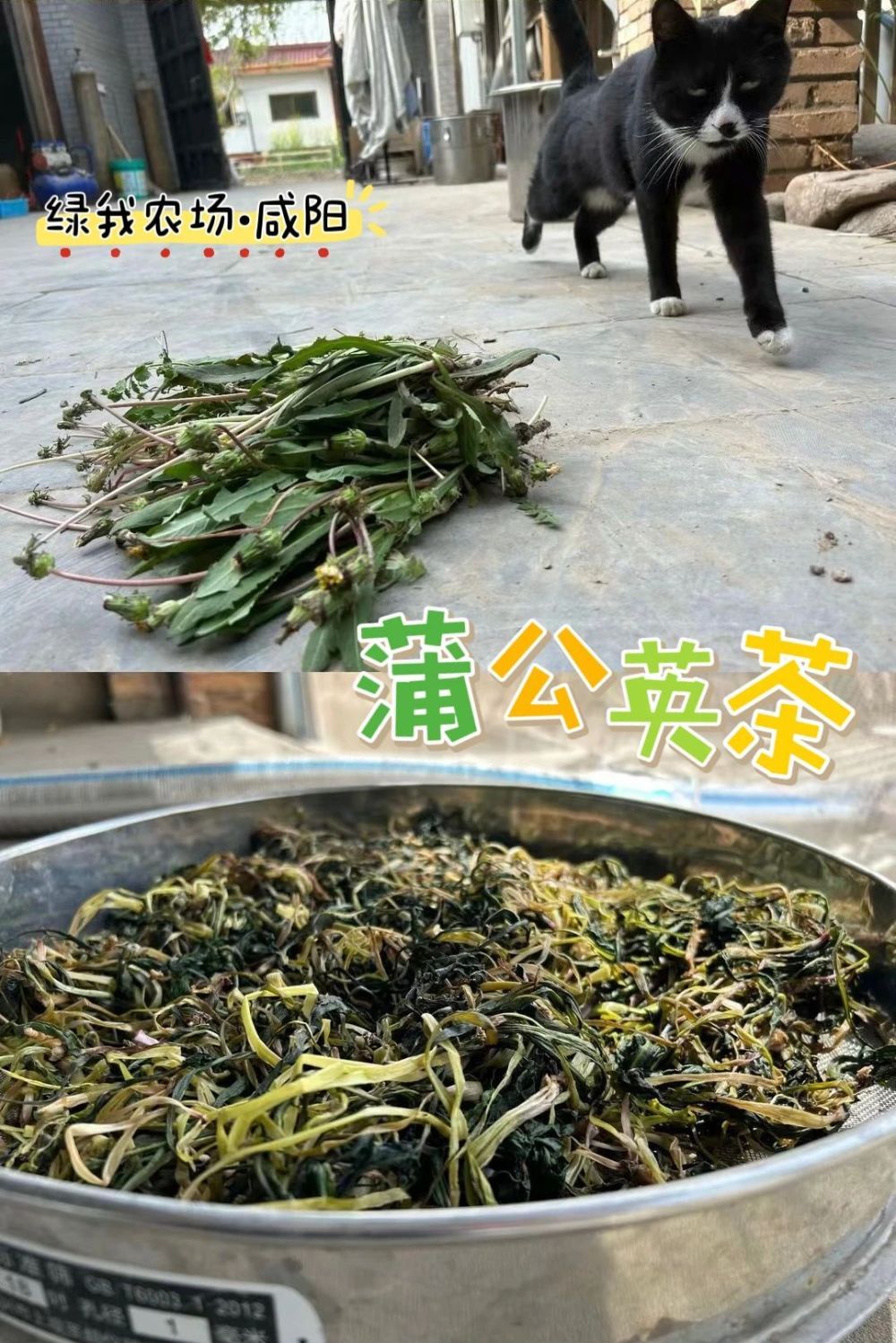 "互联网营养师为您解析：晚间直播！12款野菜特色菜谱带你领略大自然的丰富营养"