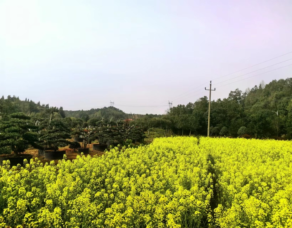 "蒋集政的红色记忆：承载岁月的红绿土桥与满溢茶香的油茶田"