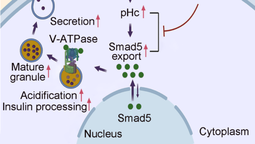 同济大学章小清/刘玲/房玉江团队揭示新机制：细胞内pH-Smad5信号通路调控胰岛素分泌的新发现