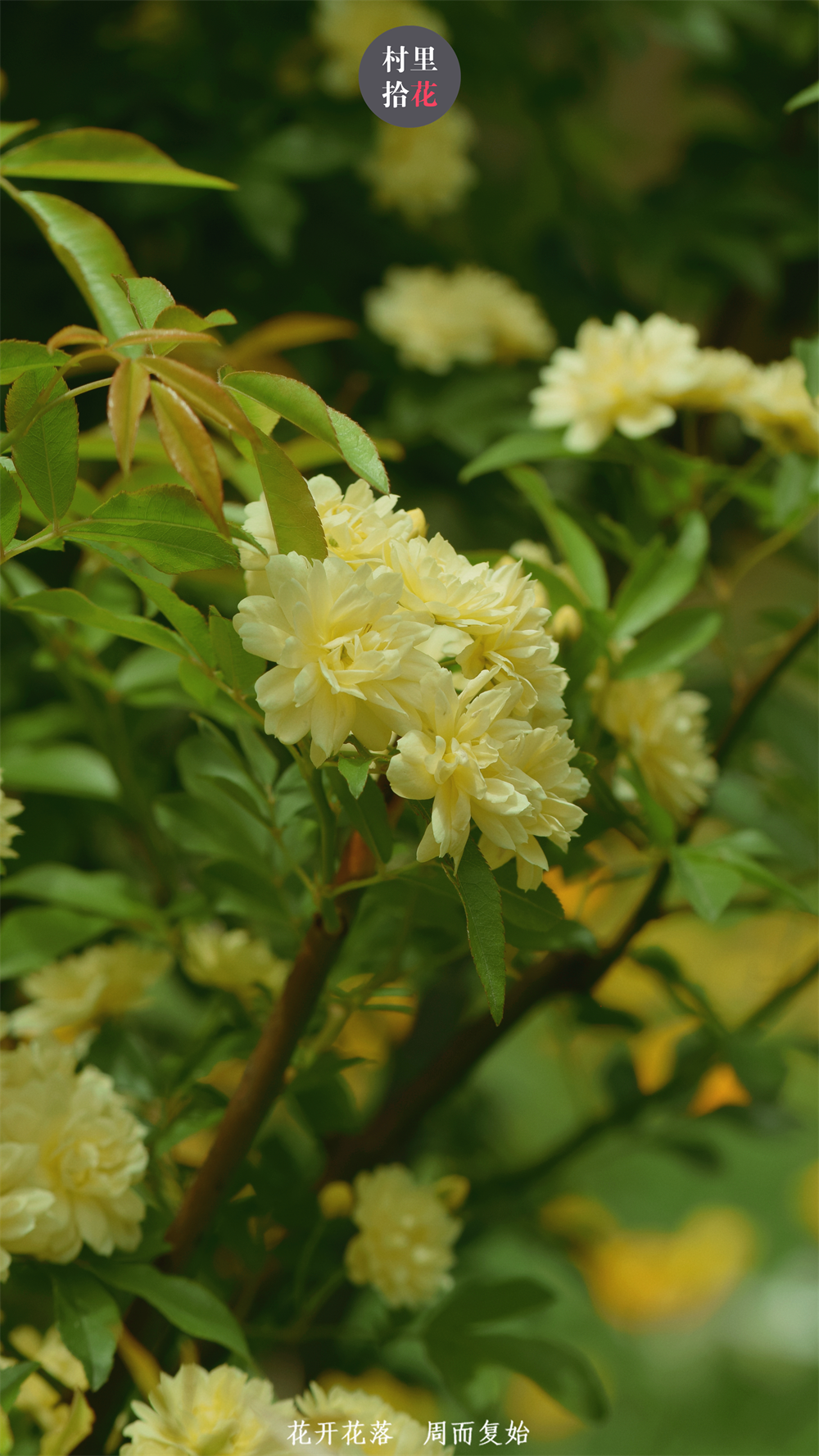 "百日艳阳转瞬逝，转眼间：花开黄木香"