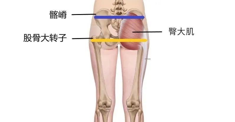 "真实的宽度才是关键：探讨女性股骨最宽处，不应忽视的是大腿根部"