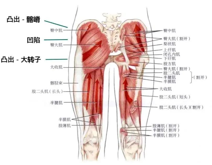 "真实的宽度才是关键：探讨女性股骨最宽处，不应忽视的是大腿根部"