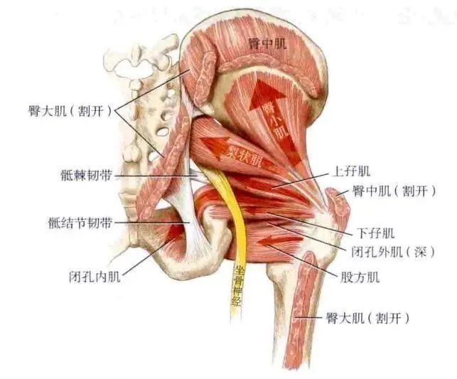 "真实的宽度才是关键：探讨女性股骨最宽处，不应忽视的是大腿根部"