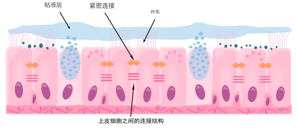 "小孩喉咙不适应如何快速缓解并恢复健康？"