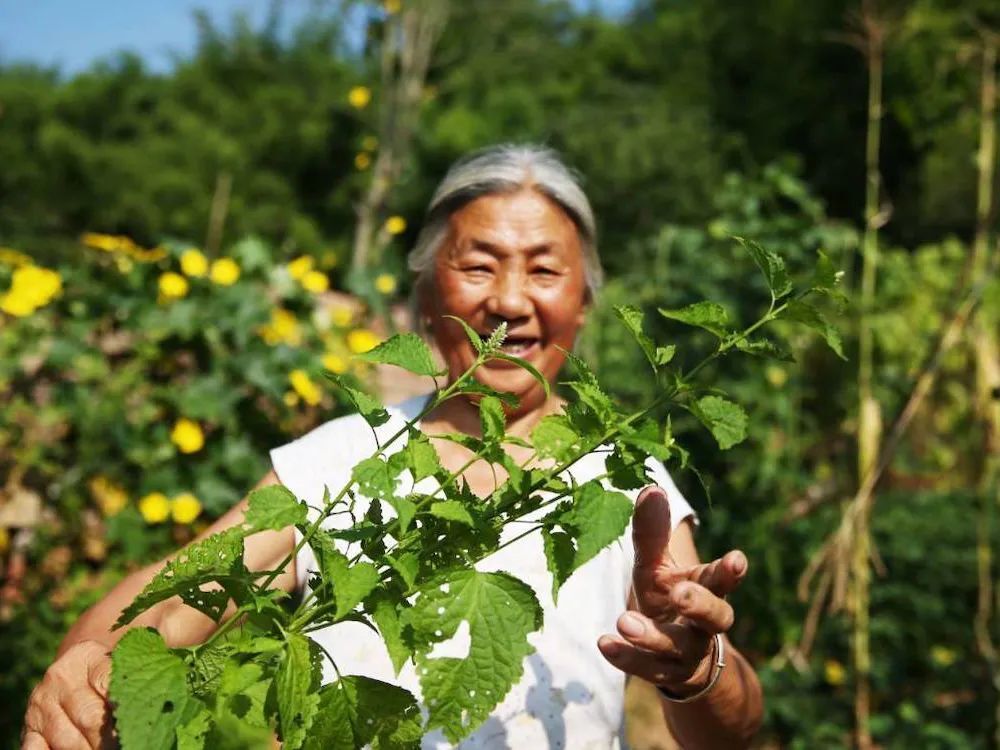 "令人惊喜：神奇的野草，比香水还香，还能去除口臭"