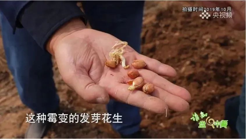 "别扔！这4种食物发芽不仅没毒，还营养飙升——一份详尽的解析与建议"