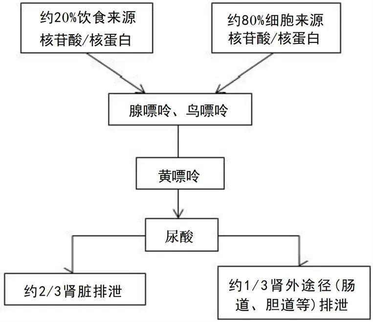 "透过《疯狂的尿酸》了解尿酸，全面应对痛风——世界痛风日特辑"