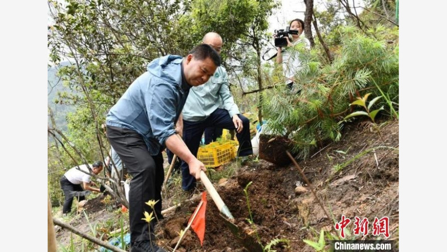 广西野外回归，探索珍稀银杉的魅力