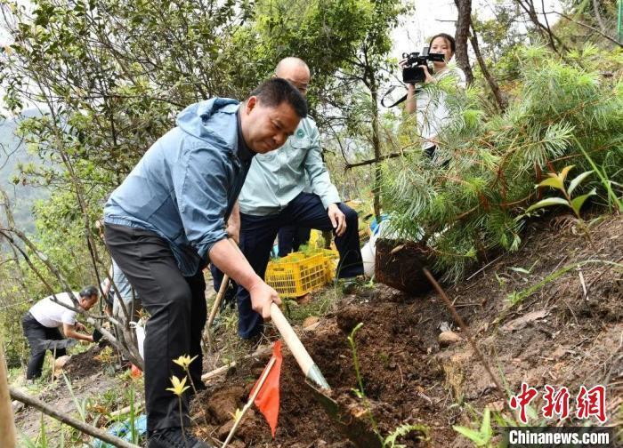 "广西野外回归，探索珍稀银杉的魅力"