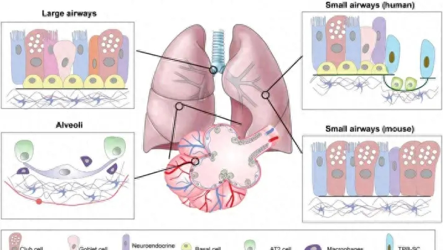 肺泡再生：深入探讨上皮干细胞与生态系统的关系及其在疾病过程中的作用