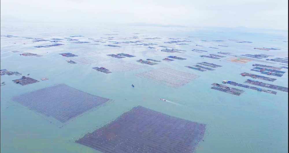 "探索广阔无垠的大海，‘蚝’气冲天的神秘海洋牧场：绿色镜头系列专题"