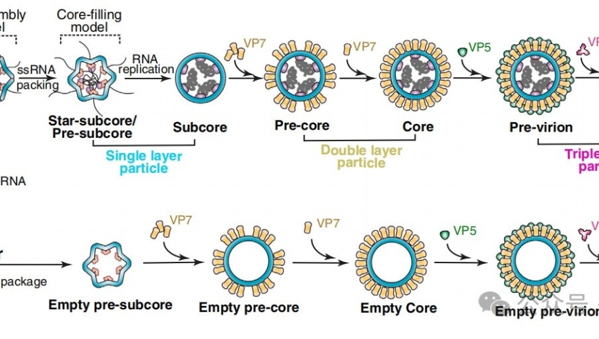 加州大学洛杉矶分校揭示：dsRNA病毒如何在宿主细胞中组装