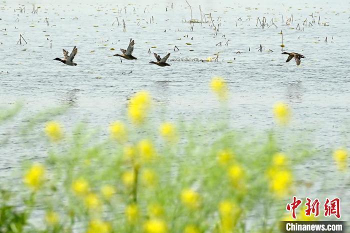 "东方白鹳、白鹭等栖息地江苏高邮清水潭湿地焕发生机，享受美好生活"