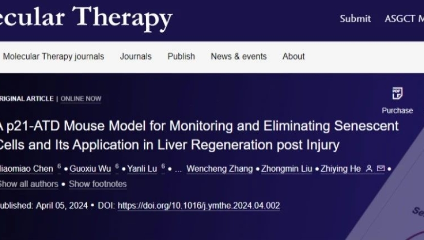 同济大学附属东方医院何志颖教授团队成功构建新型衰老示踪P21-ATD小鼠模型，揭示了衰老的机制和潜在疗法的可能性