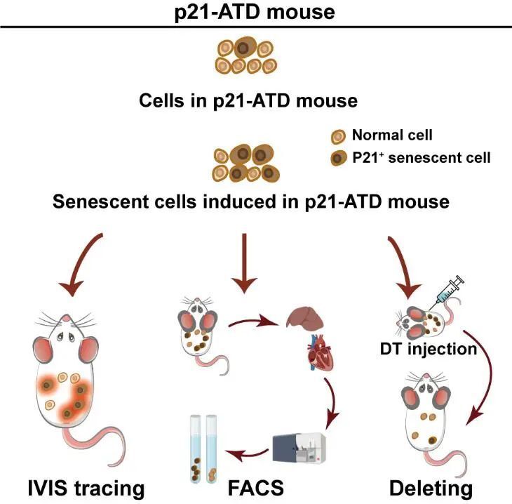 "同济大学附属东方医院何志颖教授团队成功构建新型衰老示踪P21-ATD小鼠模型，揭示了衰老的机制和潜在疗法的可能性"