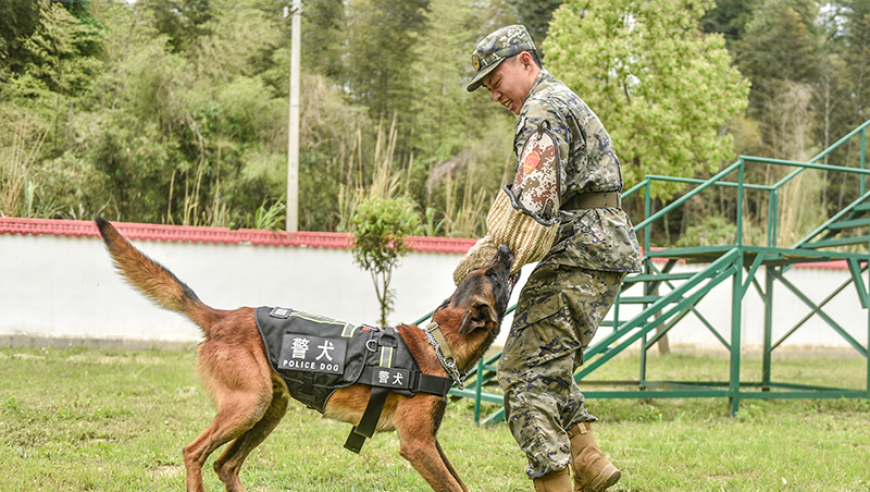 福建武警喜添八猛将：神犬奇兵助威壮士军威