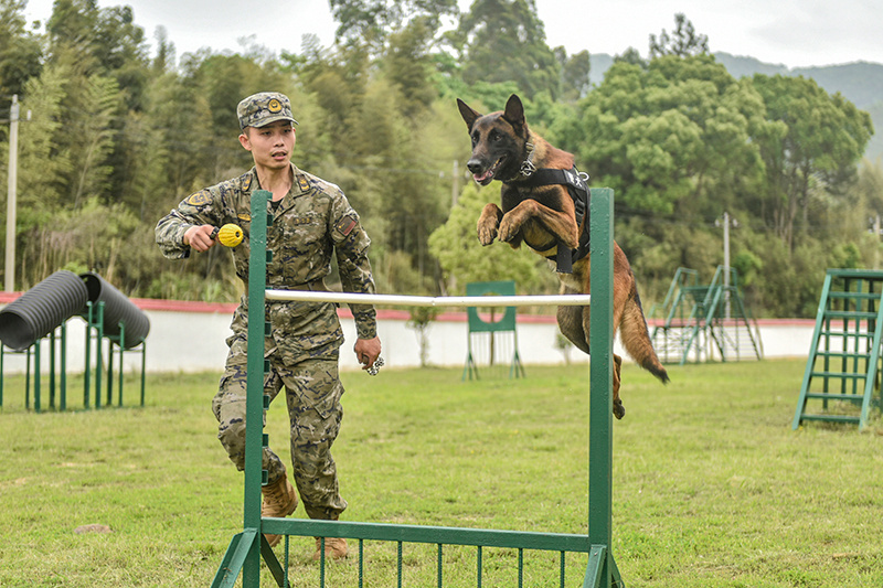 "福建武警喜添八猛将：神犬奇兵助威壮士军威"