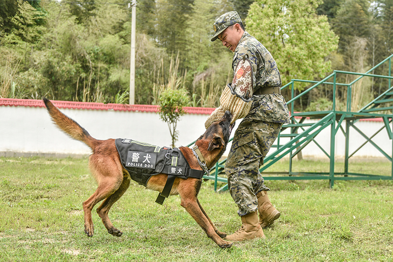 "福建武警喜添八猛将：神犬奇兵助威壮士军威"