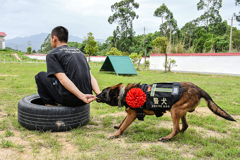 "福建武警喜添八猛将：神犬奇兵助威壮士军威"