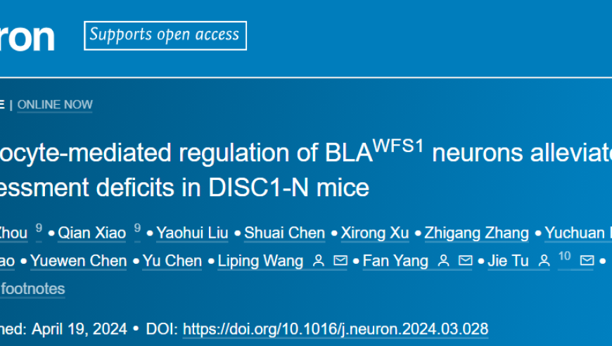 脑科学研究：星形胶质细胞在神经环路调控中的角色及其对认知与行为的影响揭示