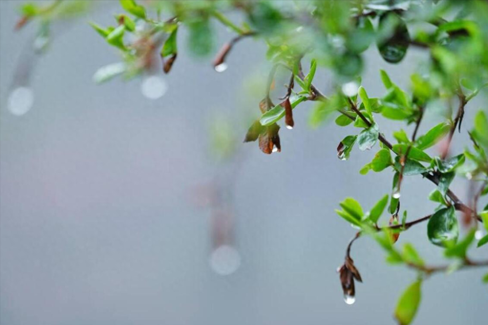 "谷雨节气谨记五不吃：早知道早受益"