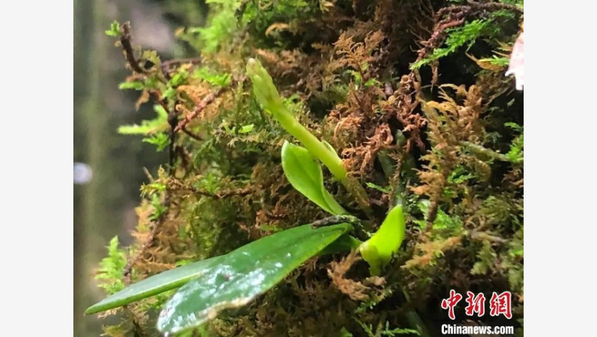 杭州淳安成功完成国家珍稀濒危植物象鼻兰移植，为保护生物多样性作出贡献