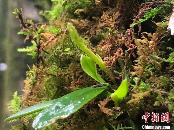 "杭州淳安成功完成国家珍稀濒危植物象鼻兰移植，为保护生物多样性作出贡献"