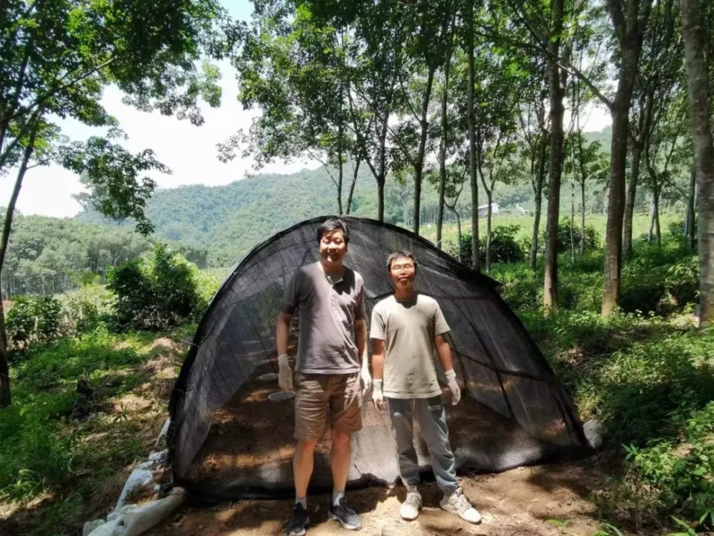 "清华大学科研团队成功防治云南蚊媒病毒流行：4年的科研之旅揭示新策略"