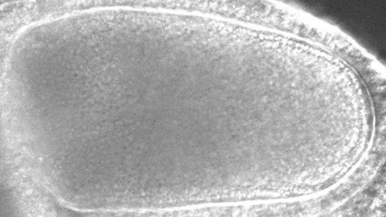 "科学家揭示惊人生命之谜：自然界最庞大的细胞揭示出神秘漩涡运动的秘密"