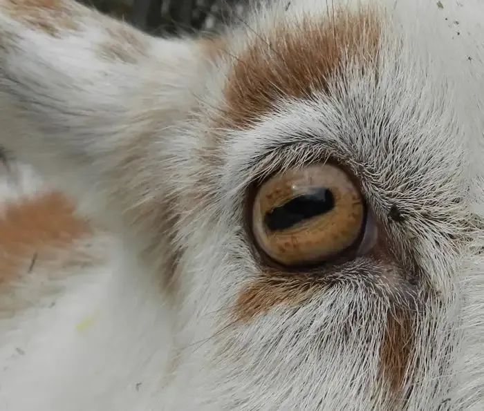 "食草动物眼睛为何更显得温顺？揭秘食肉动物眼眸的奥秘"