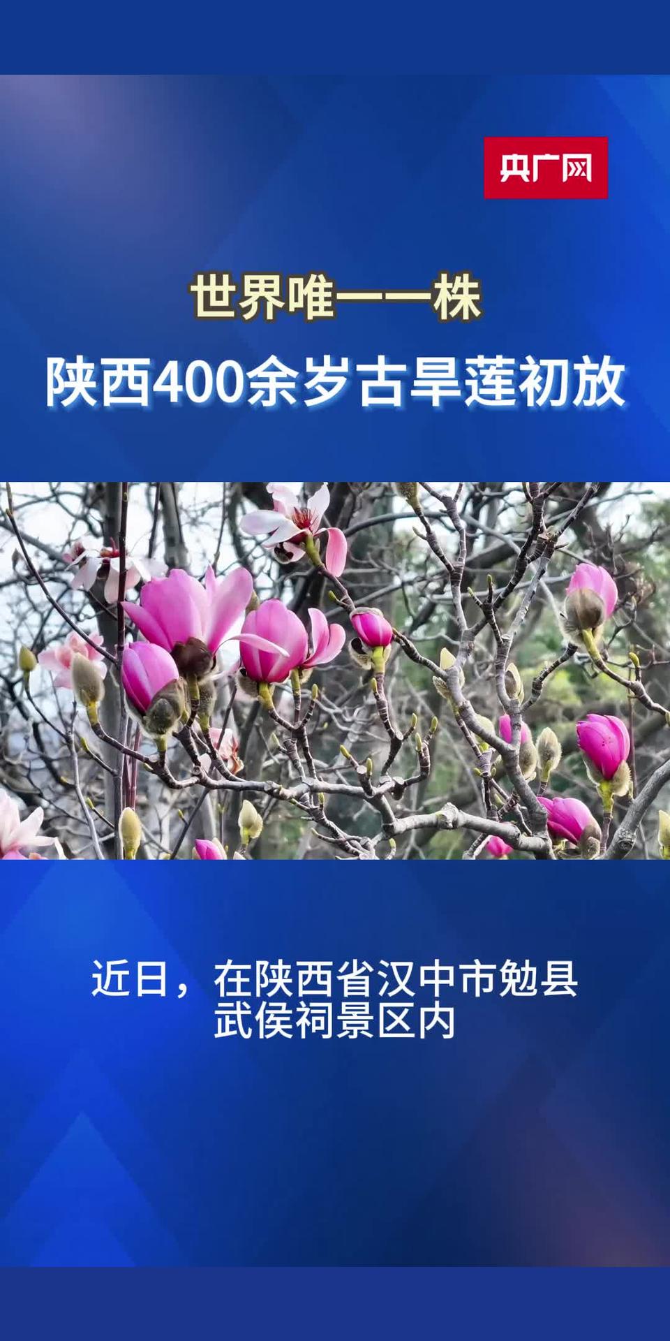 《发现春之美：世界唯一一株400余岁的古旱莲初放》在线直播