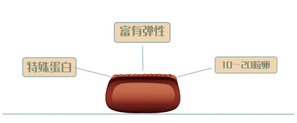 "广东高校展开惊人调查：新型蟑螂可再生或治疗疾病"