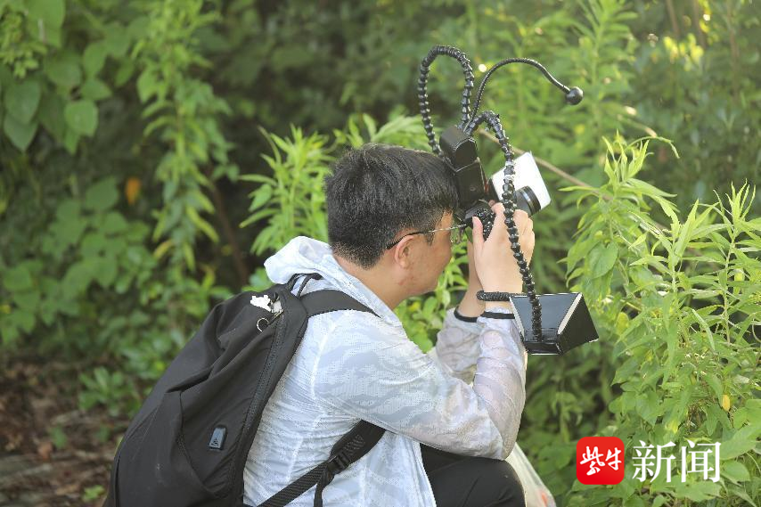 "无锡大溪港发现全新物种——拉步甲，具有极高的科研价值和保护意义"