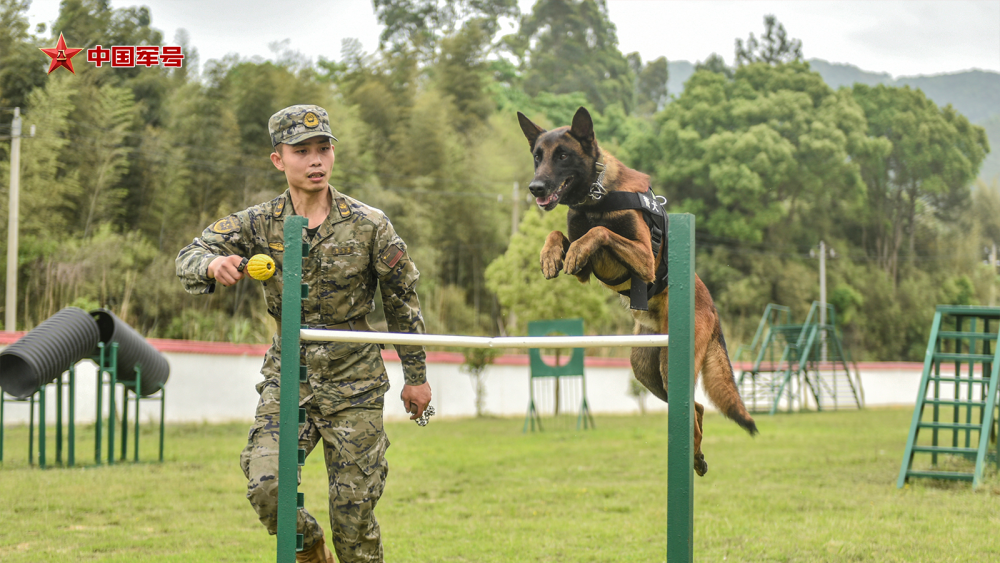 "八只警犬集体上阵，一起守护网络安全与公正正义"