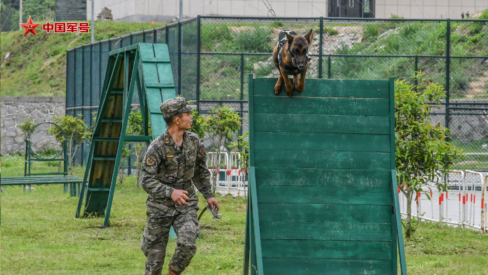 "八只警犬集体上阵，一起守护网络安全与公正正义"