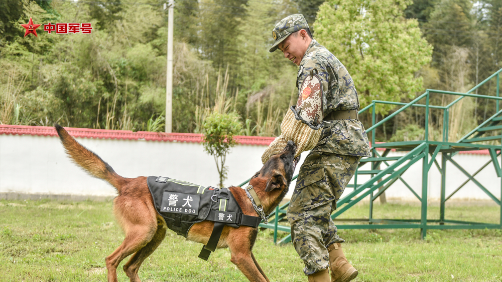 "八只警犬集体上阵，一起守护网络安全与公正正义"