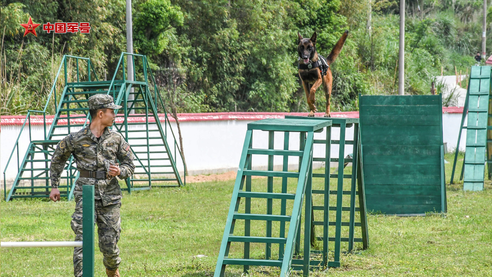 "八只警犬集体上阵，一起守护网络安全与公正正义"