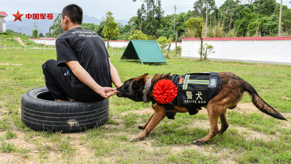 "八只警犬集体上阵，一起守护网络安全与公正正义"