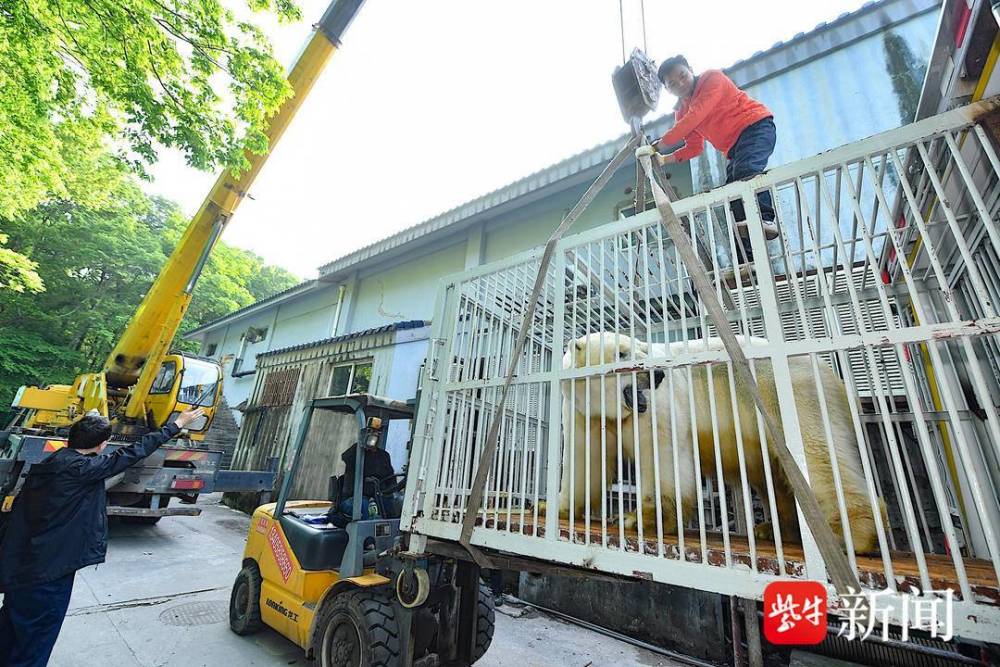 "亲爱的南京朋友，欢迎您光临位于‘五一’海底世界的精彩活动——北极熊仔仔回南京啦！在这里，您不仅能观赏到丰富的海洋生物特展，还能感受一场不一样的海洋奇遇之旅。马上出发吧，让我们一起探索深海的神秘世界！"