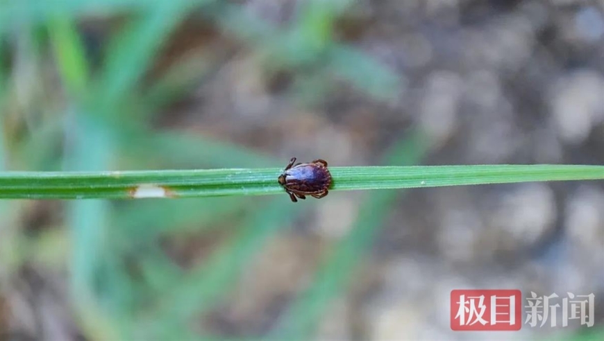 湖北疾控提示：这个微小生物需要您的注意！