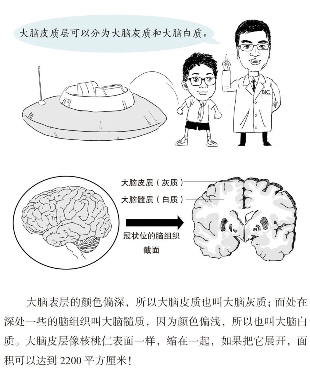 "明智的选择：发展关键的五个发育高峰期，助力您的聪明才智提升"