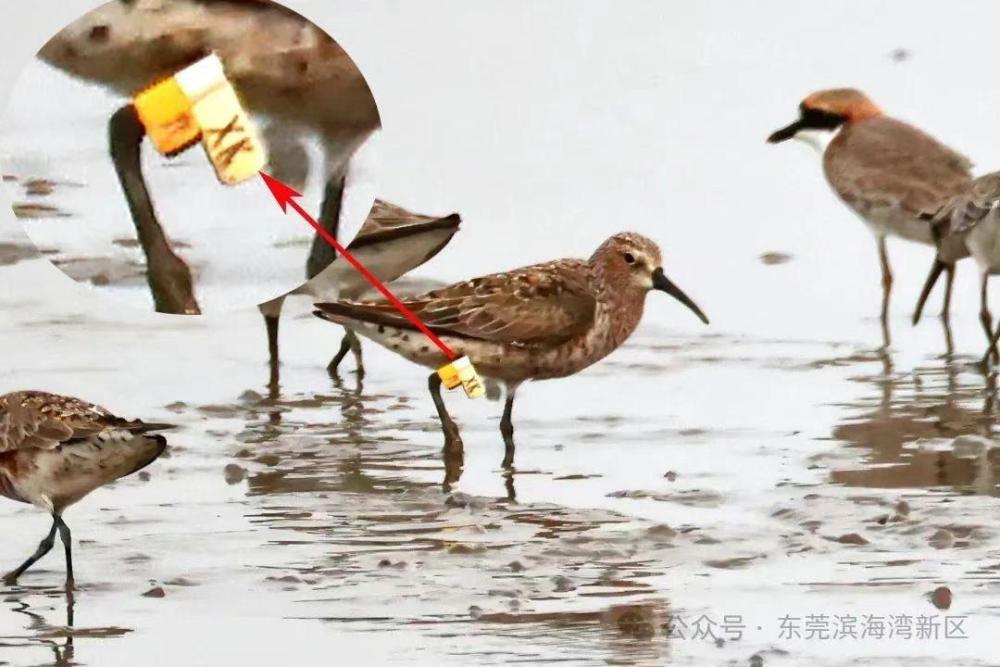 "虎跃滨海湾，尽显"野"生活!"