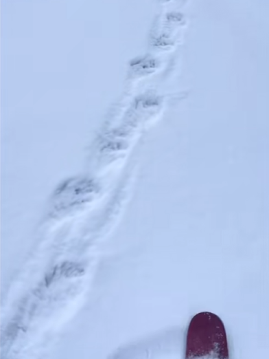 "网络红人涉恶事件：禁止进入的野雪场发生悲剧，竟是游客热门打卡地点？"